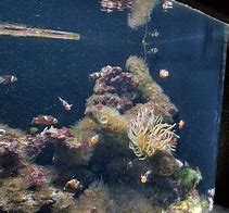 Image result for Marine Habitat at Atlantis