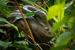 Image result for Biggest Green Anaconda