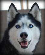 Image result for Difference Between Alaskan Husky and Siberian