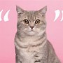 Image result for Cat Quotes About Life