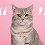 Image result for Cat Breaking Something Quote