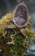 Image result for Japanese Water Bug
