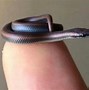 Image result for World's Smallest Animal