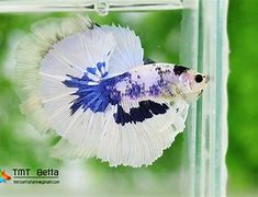 Image result for Marble Dragon Bf Betta Fish
