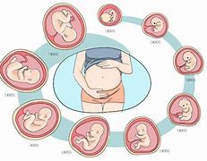 Image result for Human Pregnancy Stages