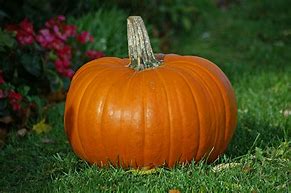 Image result for A Pumpkin