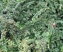 Image result for Cotoneaster adpressus Little Gem