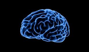 Image result for Nice Image of Brain