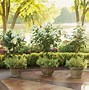 Image result for Hydrangea paniculata Pinky Winky (r)