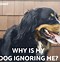 Image result for Ignore the Dog