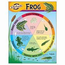 Image result for Frog Life Cycle Book