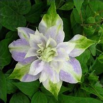 Image result for Double Dark Purple Clematis