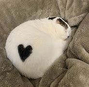 Image result for Chonk