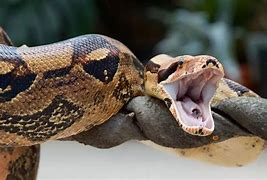 Image result for Biggest Boa Constrictor in the World