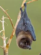 Image result for Fruit Bat I Na Tree