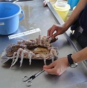 Image result for Giant Isopod Eating