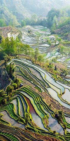 CultureSCAPES: Yuanyang Rice Fields - China - Stereo CULTURE Society