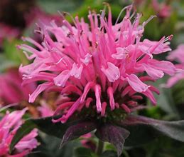 Image result for Monarda didyma Balmy Pink