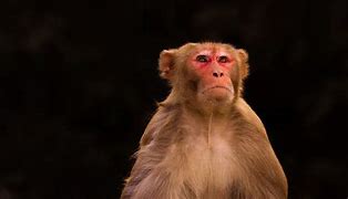 Image result for człowiek małpa