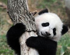 Image result for 10 Pandas