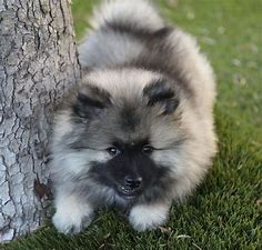 200+ Breathtaking Keeshond Dog Names 2020 - BuzzSharer.com