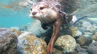 Image result for Otter Jumping