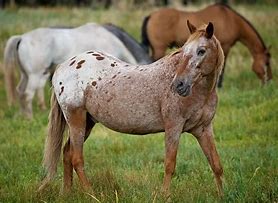 Image result for Strawberry Roan Arabian Horse