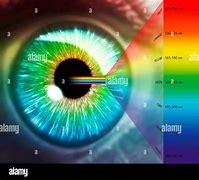 Image result for Retina of Human Eye