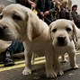 Image result for Best Dogs