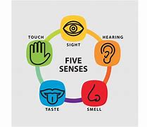 Image result for Our 5 Senses