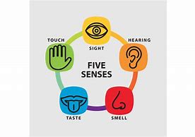 Image result for What Are 5 Senses of the Body