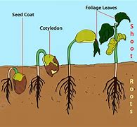 Image result for Diagram Picture of a Seed for Kindergarten