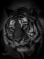 Image result for Blue Eyed Tiger