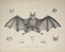 Image result for Bat Scientific Illustration