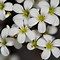 Image result for Saxifraga Teide