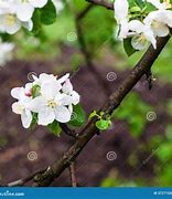 Image result for Blossoming Apple Tree Branch
