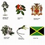 Image result for Jamaica Flag
