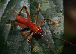 Image result for Red Cricket Insect