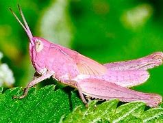 Image result for Cricket Bug Drawing