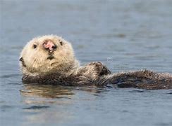 Image result for Otter with Pink Nose