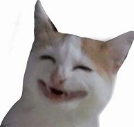 Image result for Gae Meme Cat