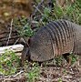 Image result for Dying Armadillos