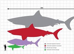 Image result for Biggest Shark in the World Extinct