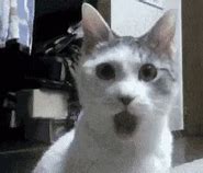 Image result for shock cats memes gifs