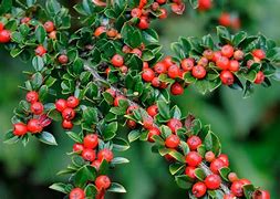 Image result for Cotoneaster horizontalis
