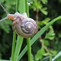 Image result for Snail with Long Tail
