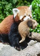 Image result for Mother Red Panda