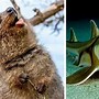 Image result for Scary Animals in Australia