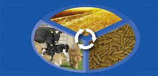 Image result for Universal Nutrition Animal Pak