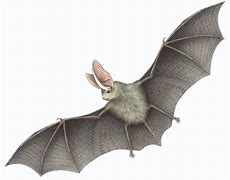 Image result for Bat White Background